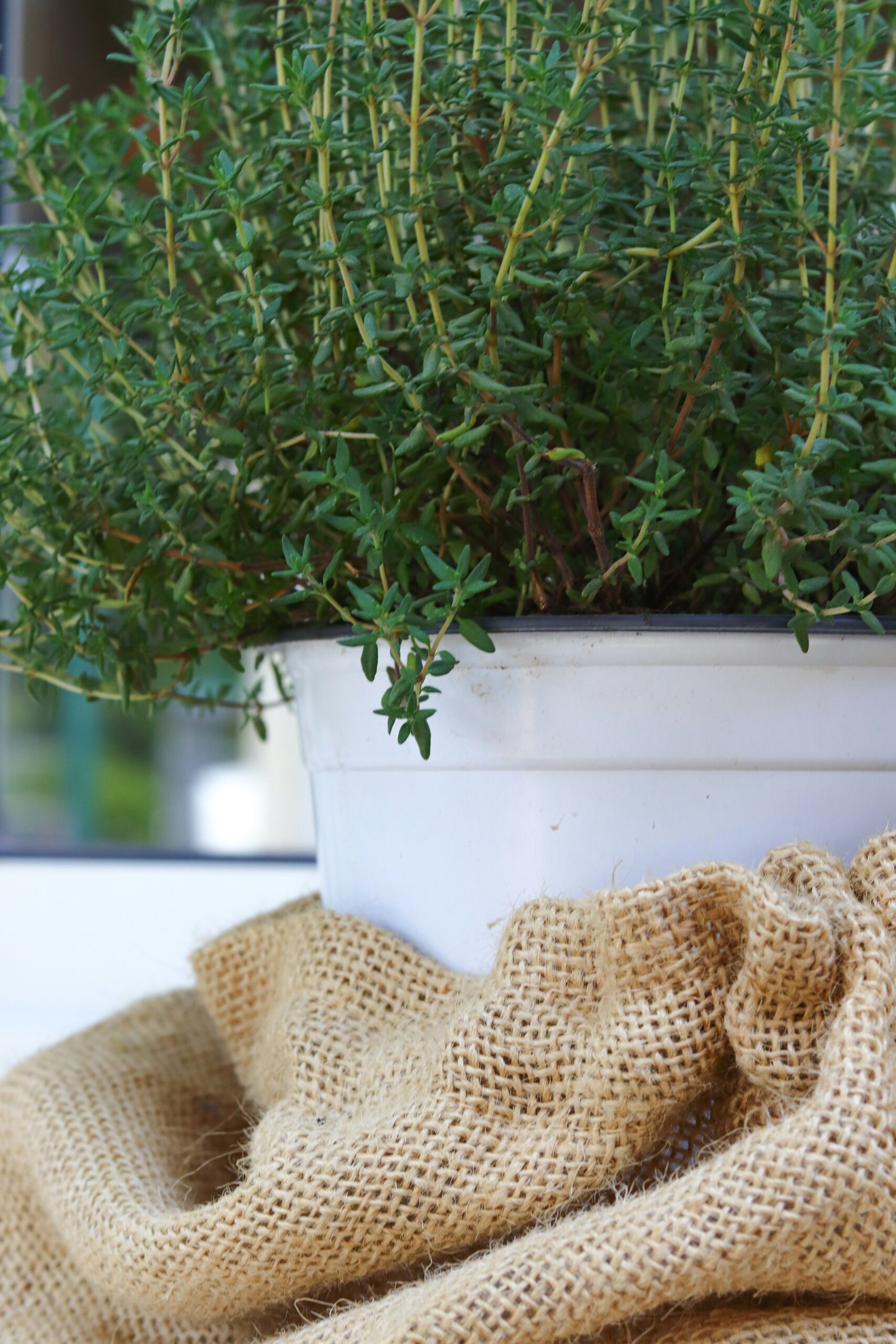 thyme herb in a pot