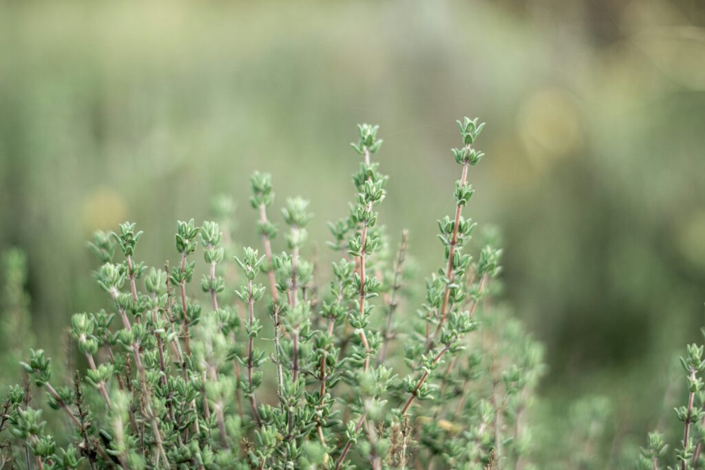 herb thyme in garden